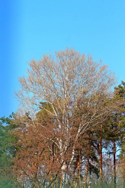 Mavi gökyüzüne karşı çiçek açan bahar ağacı