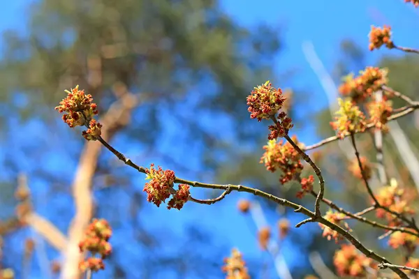 Весеннее Цветущее Дерево Против Голубого Неба — стоковое фото