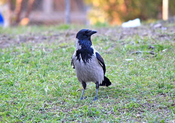 Corbeau Méfiant Regarder Les Actions Photographe — Photo