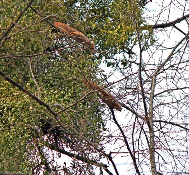 eğlenceli oyunlar oynak sincaplar bahar parkında