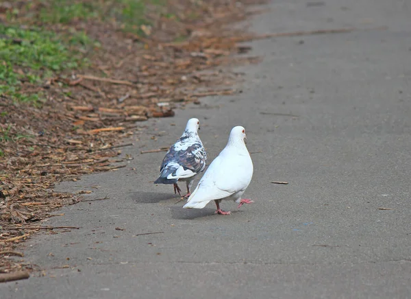 Married Couple Pigeons Walking Spring Park — Stock Photo, Image