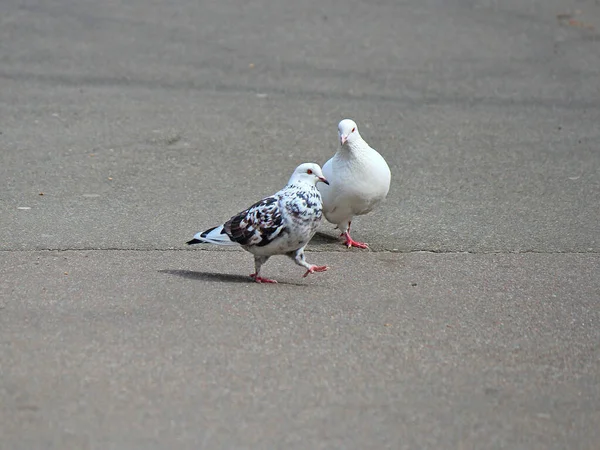 Married Couple Pigeons Walking Spring Park — Stock Photo, Image