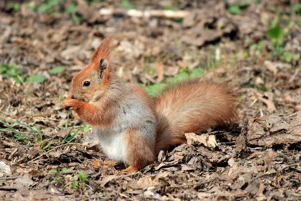 Eichhörnchen Mit Einem Prächtigen Schwanz Mit Appetit Nagt Einer Köstlichen — Stockfoto