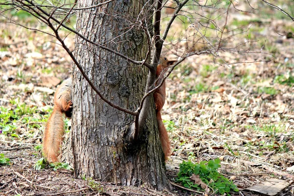 Lustige Spiele Verrückte Eichhörnchen Frühlingspark — Stockfoto