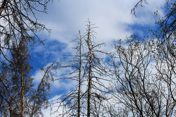 Bladloze Bomen Het Park Het Vroege Voorjaar — Stockfoto