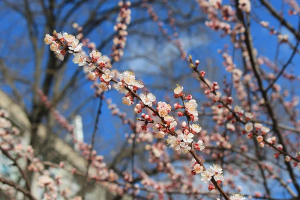 Bright Buds Background Blue Spring Sky — Stock Photo, Image