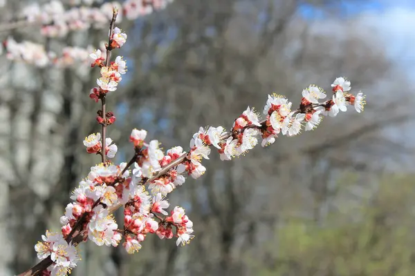 Gemme Lucenti Uno Sfondo Parco Primavera — Foto Stock