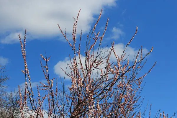 Gemme Lucenti Uno Sfondo Cielo Primavera Azzurro — Foto Stock