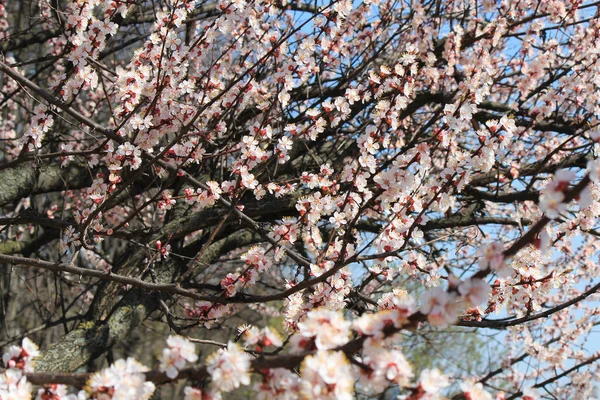 Botões Brilhantes Contexto Parque Primavera — Fotografia de Stock