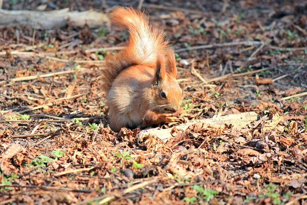 Eichhörnchen Mit Appetit Nagt Einer Köstlichen Nuss — Stockfoto