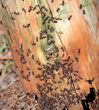 Karınca ailesi kuru ağaç gövdesini yiyor.