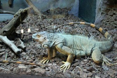 Hayvanat bahçesindeki yakışıklı iguana