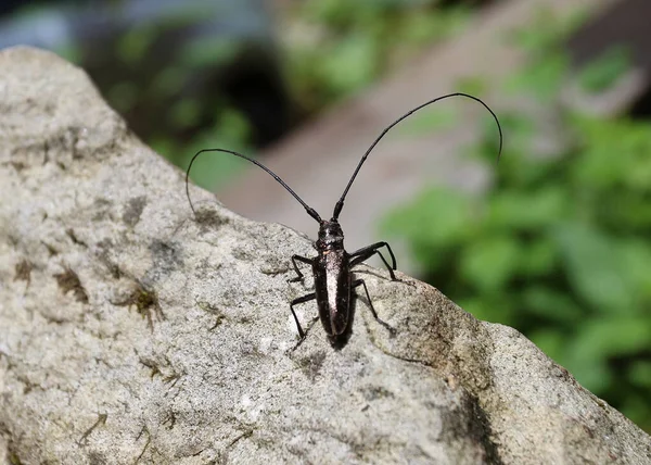 長い口ひげを持つハンサムなカブトムシ — ストック写真