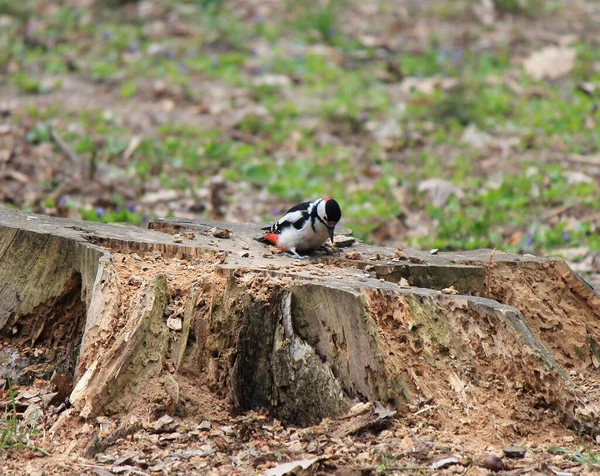 聪明的啄木鸟在腐烂的树桩里寻找虫子 — 图库照片