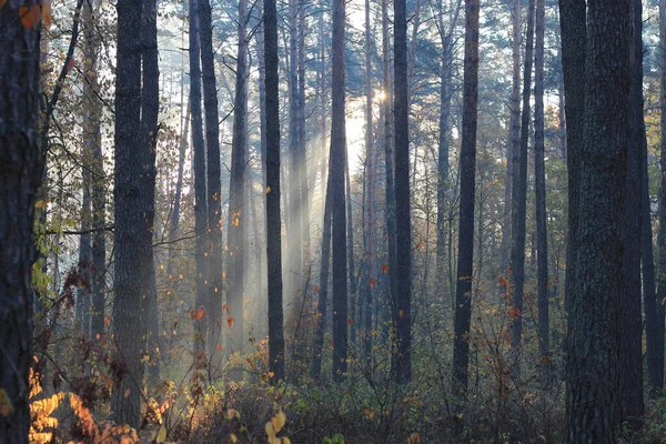 Sun Rays Sunrise Wild Forest — Stock Photo, Image