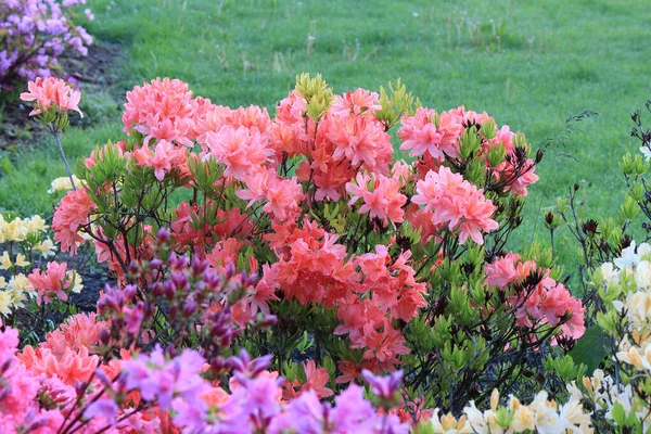 Floração Primavera Rododendros Jardim Botânico Kiev — Fotografia de Stock