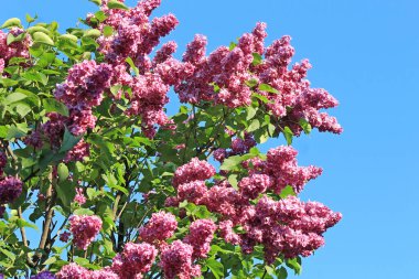 Kiev Botanik Bahçesinde leylak çiçek açtı