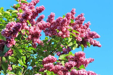 Kiev Botanik Bahçesinde leylak çiçek açtı