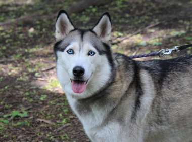 Akıllı kurt portresi, fotoğrafçı için poz ver.
