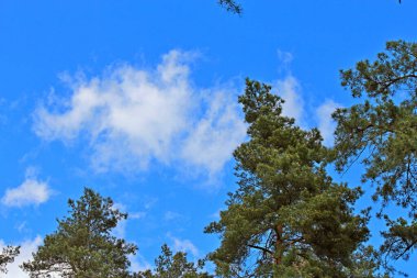 Bahar çiçekli ladin mavi gökyüzüne karşı