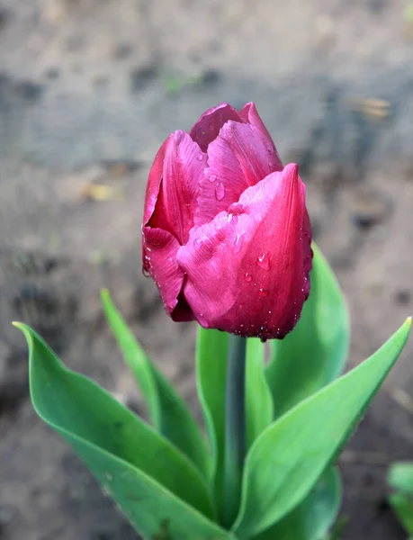 Raindrops Blooming Tulip — Stock Photo, Image