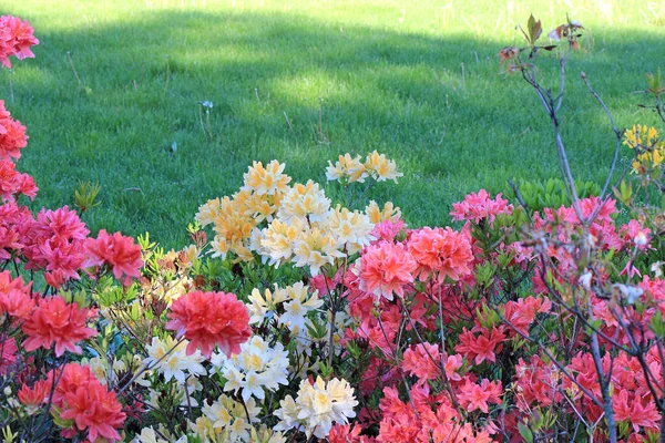 Malerischer Ort Botanischen Garten Von Kiew — Stockfoto