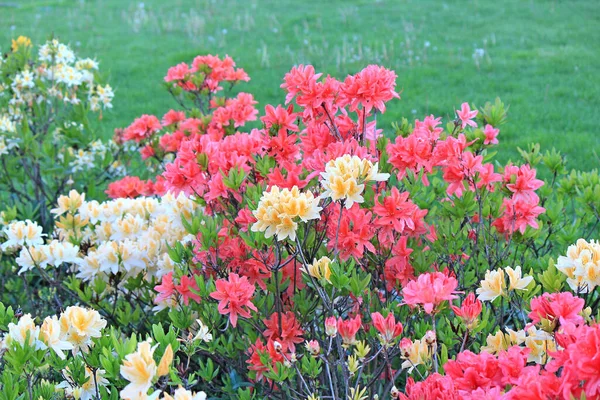 Malerischer Ort Botanischen Garten Von Kiew — Stockfoto