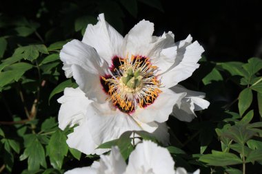 Parktaki parlak bahar çiçekleri