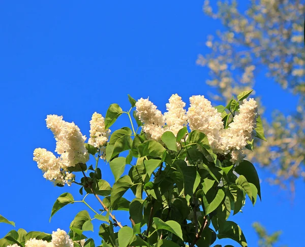 Kiev Botanik Bahçesinde leylak çiçek açtı