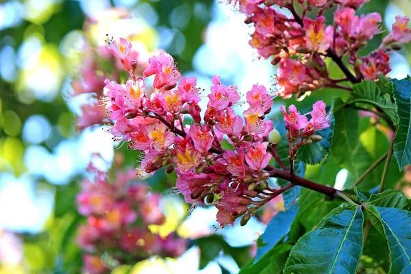 Fioritura Delle Castagne Nell Orto Botanico Kiev — Foto Stock