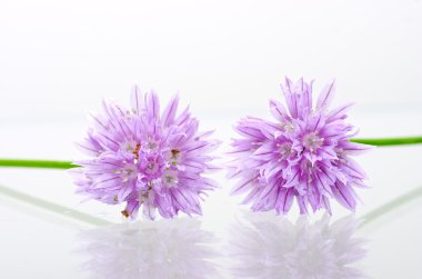 Beyaz arka planda sarımsak çiçek.