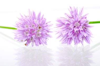 Beyaz arka planda sarımsak çiçek.