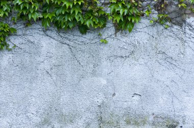 Gri duvar ve yeşil sarmaşık