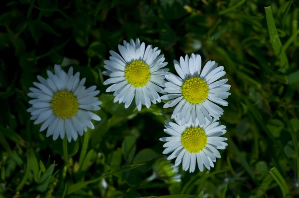 Daisies on the field — Stock Photo, Image
