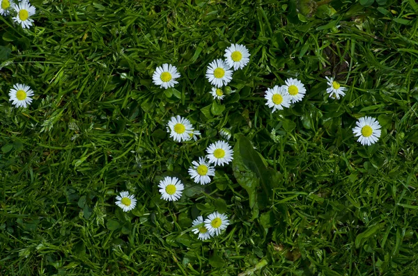 Margaridas em campo — Fotografia de Stock