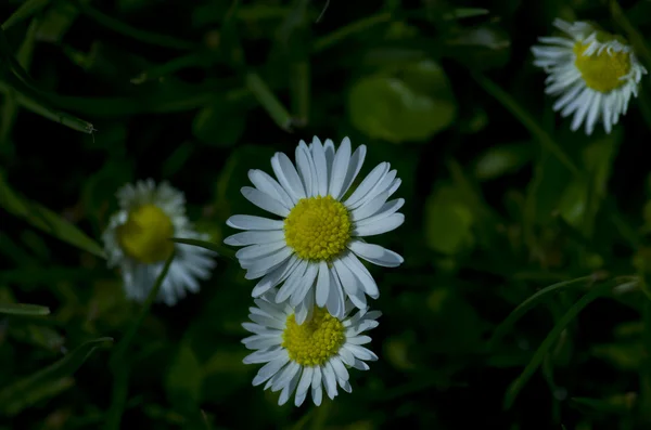 Sahada papatyalar — Stok fotoğraf