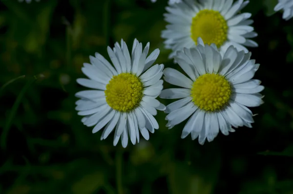 Daisies close up background — Stock Photo, Image