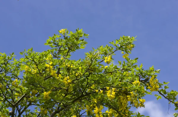 Árbol de cadena dorada, laburnum contra el cielo azul Londres Inglaterra Europa — Foto de Stock