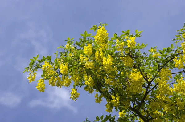 Gyllene kedja träd, laburnum mot blå himmel London England Europa — Stockfoto