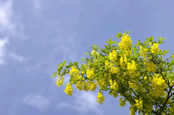 Gyllene kedja träd, laburnum mot blå himmel London England Europa — Stockfoto