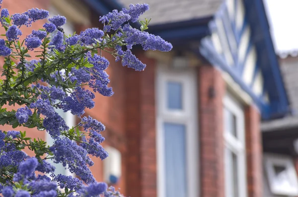 Fleurs bleues contre fenêtre victorienne Manchester Angleterre Europe — Photo