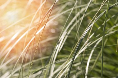 Günbatımı güneş uzun çim bakmak ile