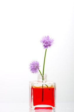 Beyaz arka planda sarımsak çiçek.