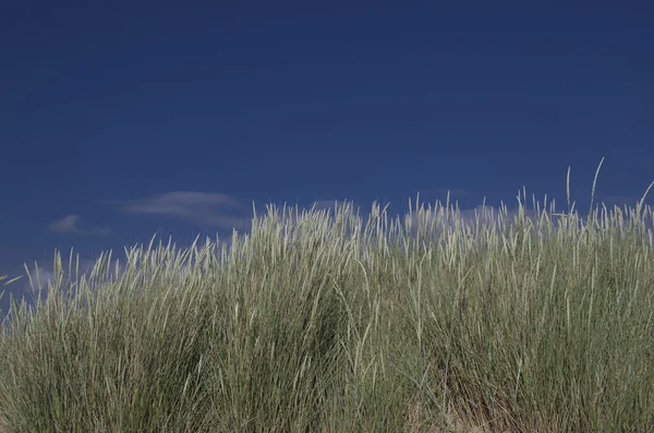 Dune su una spiaggia — Foto Stock