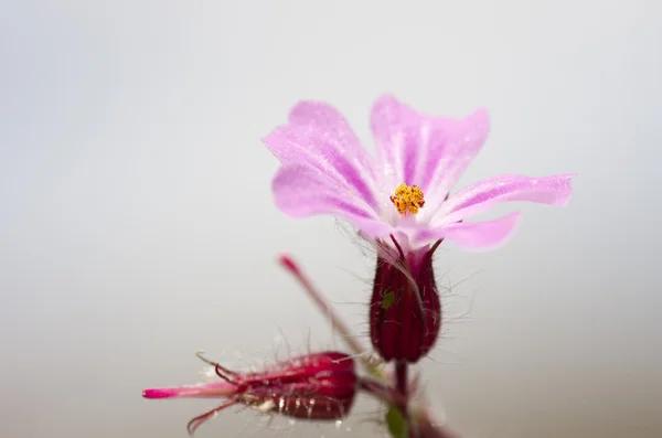 A flor rosa — Fotografia de Stock