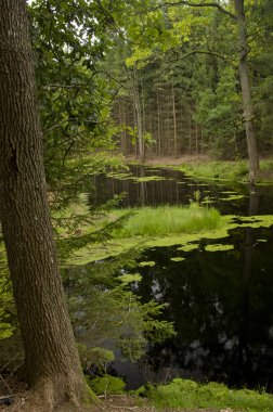Şaşırtıcı doğa, ormanın içinde mavi su birikintisi