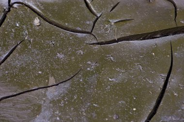 Sıcak bir yaz, susuz orman sonra kırık yere. kimse, tüm odaklı