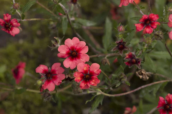 Gsrdan 빨간 꽃 — 스톡 사진