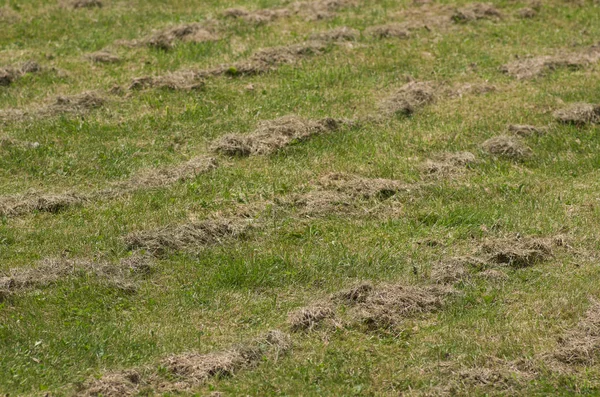 Cut dry grass on a field — Stock Photo, Image