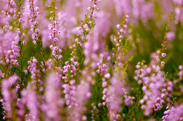 Fialový rozostření vřes Calluna vulgaris — Stock fotografie